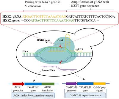 Characterization of a Trametes versicolor aflatoxin B1-degrading enzyme (TV-AFB1D) and its application in the AFB1 degradation of contaminated rice in situ